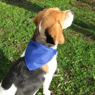 Nyakörv, kék